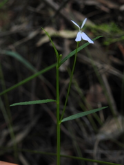 Lobelia stenophylla
