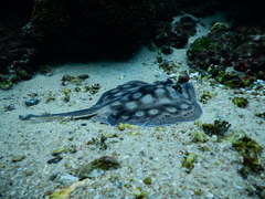 Urobatis concentricus