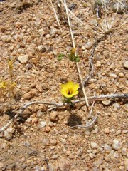 Leptosiphon chrysanthus