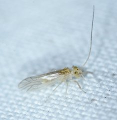 Xanthocaecilius