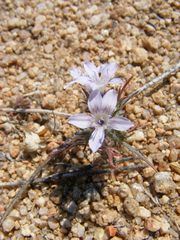 Eriastrum eremicum eremicum