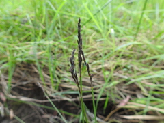 Machaerina juncea