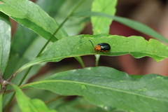 Lamprolina simillima