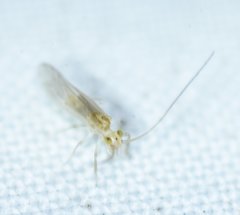 Xanthocaecilius
