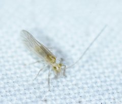 Xanthocaecilius