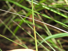 Machaerina juncea