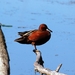Cinnamon Teal - Photo (c) Dan Dzurisin, some rights reserved (CC BY-NC-ND)