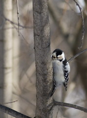 Lesser Spotted Woodpecker photo 5