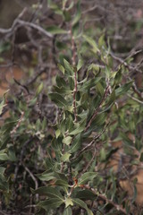 Euclea acutifolia