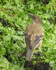 Cinclodes taczanowskii