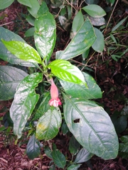 Ruellia angustiflora