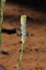 Pimelea trichostachya