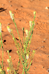Pimelea trichostachya