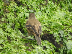 Cinclodes taczanowskii