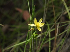 Tricoryne muricata