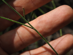 Tricoryne muricata