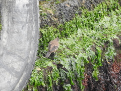 Cinclodes taczanowskii