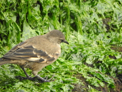 Cinclodes taczanowskii