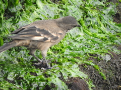 Cinclodes taczanowskii