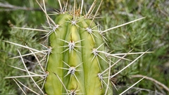 Myrtillocactus