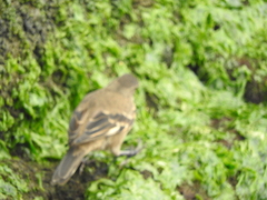 Cinclodes taczanowskii