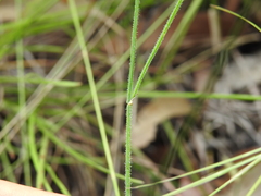 Tricoryne muricata
