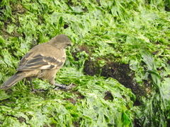 Cinclodes taczanowskii