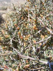 Coleogyne ramosissima