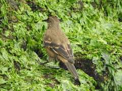 Cinclodes taczanowskii