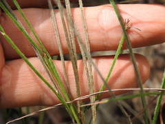 Tricoryne muricata