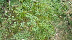 Ranunculus paludosus
