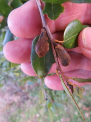 Heteroecus melanoderma