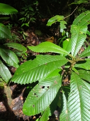 Davilla alata
