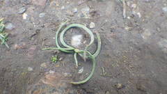 Romulea columnae