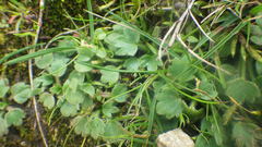 Ranunculus paludosus