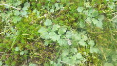 Ranunculus paludosus