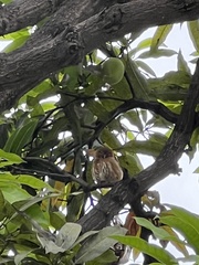Glaucidium peruanum