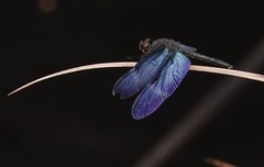 Zenithoptera fasciata