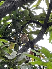 Glaucidium peruanum
