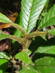 Davilla alata