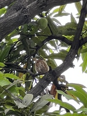 Glaucidium peruanum