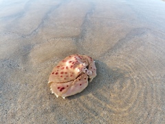 Calappa granulata