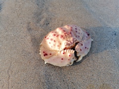 Calappa granulata