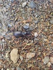 Mecodema spiniferum