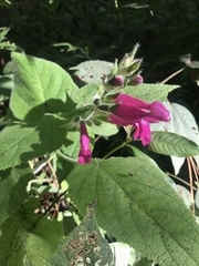 Salvia dorisiana
