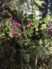 Salvia dorisiana