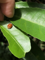 Phrynocaria gratiosa
