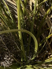 Nolina greenei