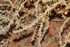 Sclerolaena birchii