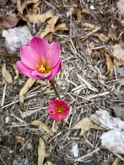 Zephyranthes fosteri